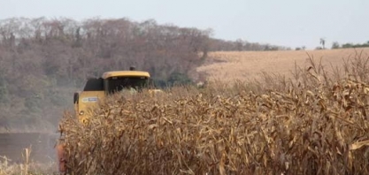 Atrasada, safra de milho do Paraná poderá ter quebra de 40% no inverno
