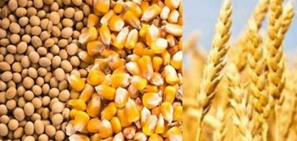 Grãos: IGC reduz previsões de produção global em 2017/18 e 2018/19