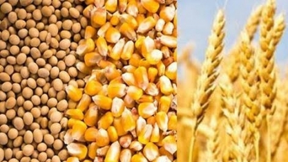 Grãos: IGC reduz previsões de produção global em 2017/18 e 2018/19