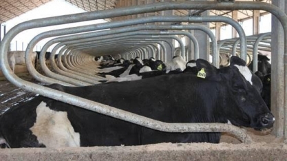 Leite sobe 44% no campo neste ano e deve pressionar ainda mais a inflação