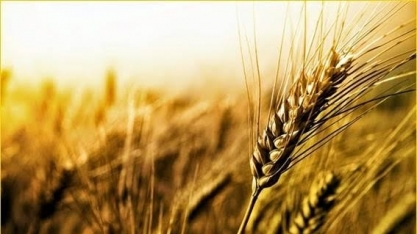 Preço do trigo durum continua em queda antes da safra canadense