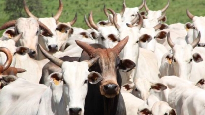 Abate de bovinos cai 0,4% no 2º trimestre de 2018 