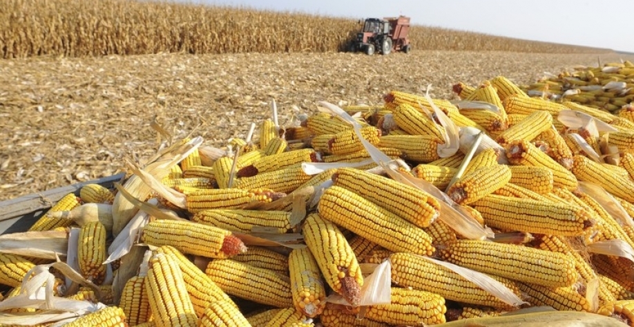 Apesar da quebra de safra,estoque de milho será de 10 milhões de toneladas