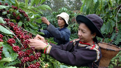 Produtores de café do Vietnã projetam recorde na próxima safra