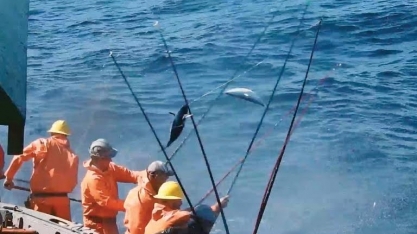 Europa barra pescados do Brasil e abre crise no setor