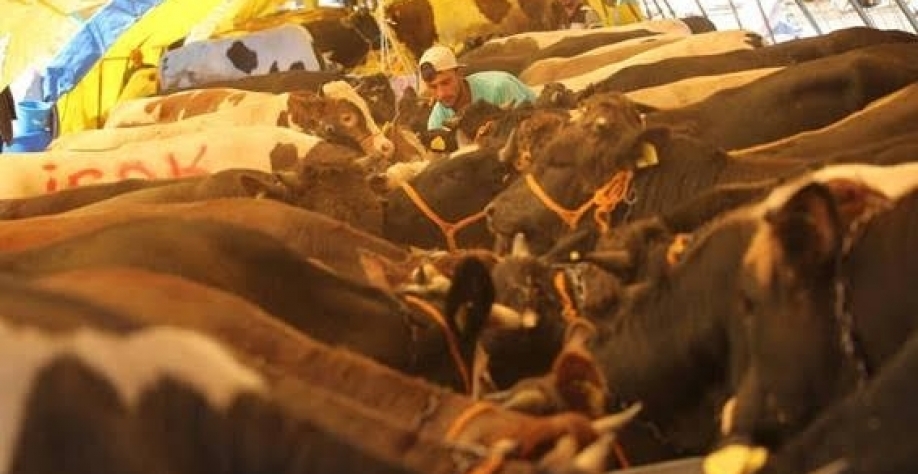 Turco confere gado antes de abate em Ancara