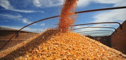 Baixa a previsão de exportação de milho de 32 milhões para 20 milhões de t  