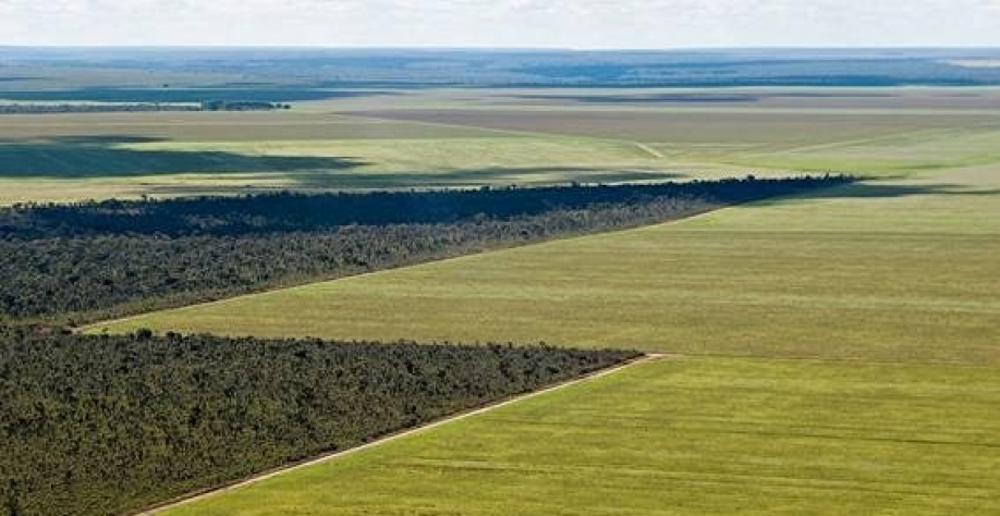 Demanda global por alimentos devora o Cerrado brasileiro