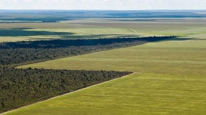 Demanda global por alimentos devora o Cerrado brasileiro
