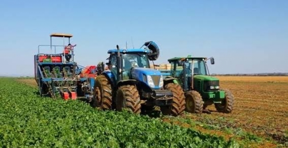 Tempo seco e quente pode reduzir colheita de beterraba sacarina da EU