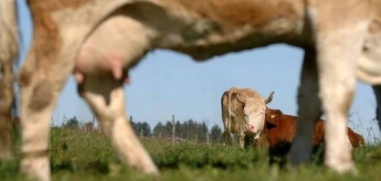 Vacas leiteiras gigantes dão prejuízo por comerem demais na Suíça