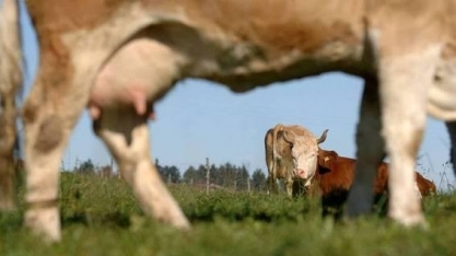 Vacas leiteiras gigantes dão prejuízo por comerem demais na Suíça