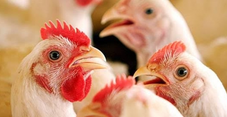 Frango: Marrocos deve começar a importar carne dos EUA