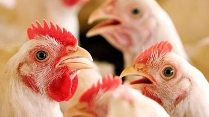 Frango: Marrocos deve começar a importar carne dos EUA