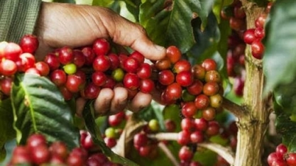 Colheita de café robusta do Brasil deve superar estimativa oficial