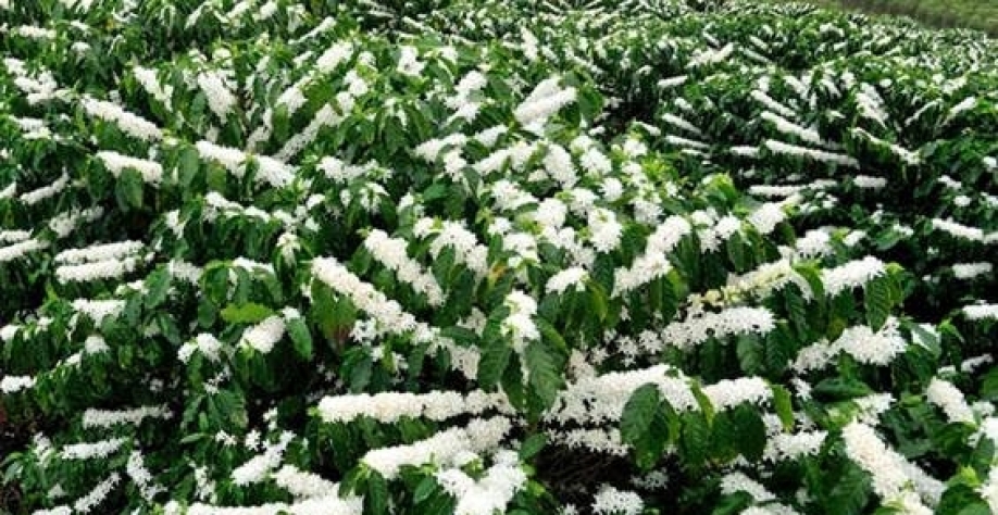 Florada antecipada pode prejudicar próxima safra de café arábica no Brasil