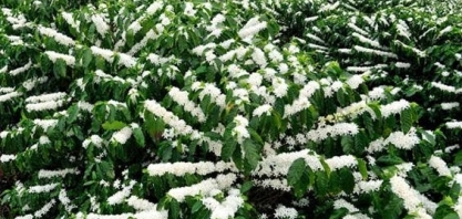 Florada antecipada pode prejudicar próxima safra de café arábica no Brasil