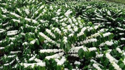 Florada antecipada pode prejudicar próxima safra de café arábica no Brasil