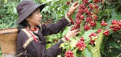Café: Exportações do Vietnã sobem 15,5% em agosto ante julho a 153,3 mil t