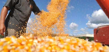 Milho: A exportação ganha força, mas não deverá atingir o patamar de 2017