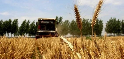 Colheita de trigo está lenta e tem baixa produtividade