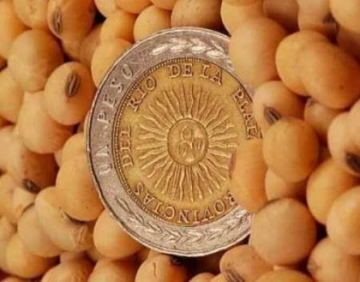 Com novo imposto, agricultor argentino troca milho por soja