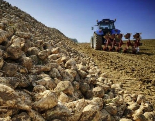 Queda de preço do açúcar amarga vida em cidade do Chile 