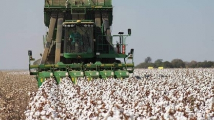 Algodão, soja e café avançam e seguram perdas do agronegócio