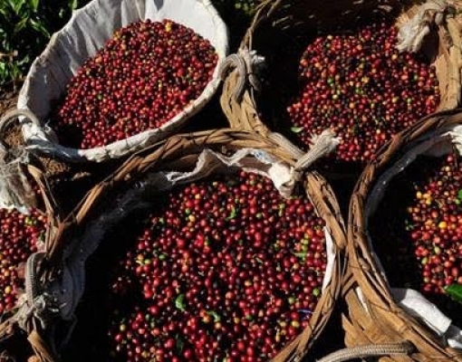 Café:Produtores buscam conversas urgentes com indústria sobre baixos preços