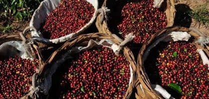 Café:Produtores buscam conversas urgentes com indústria sobre baixos preços