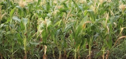 Receita agrícola cai e dívida sobe nos Estados Unidos