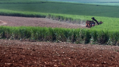 Bancos veem setor de cana do Brasil encolher com dificuldades financeiras 