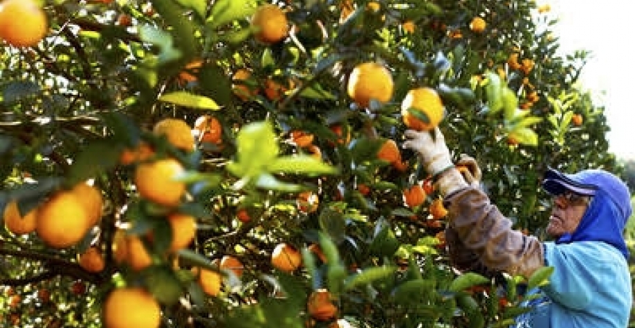 Fundecitrus vê queda nesta safra de mais de mais de 30%  ante 17/18 