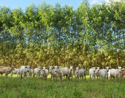 Trabalho da Embrapa, porém, não analisou a qualidade da preservação
