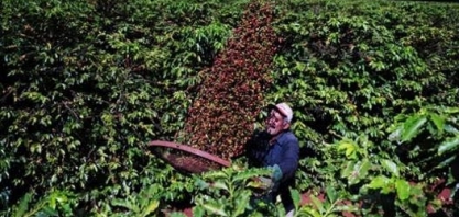 Café: Produção deve ser a maior da história com quase 60 milhões de sacas