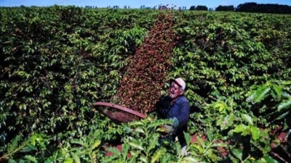 Café: Produção deve ser a maior da história com quase 60 milhões de sacas