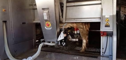 Robôs fazem de ordenha mecânica a massagem em vacas holandesas