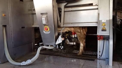 Robôs fazem de ordenha mecânica a massagem em vacas holandesas