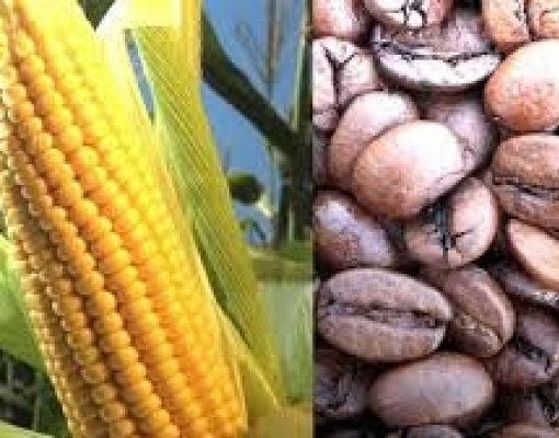 Milho e café  podem atingir preços mínimos após eleições