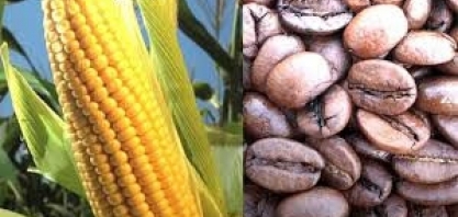 Milho e café  podem atingir preços mínimos após eleições