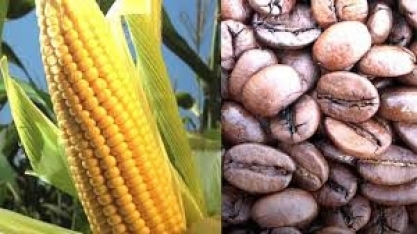 Milho e café  podem atingir preços mínimos após eleições