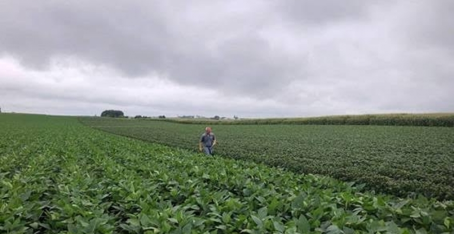 Plantação de soja em Wisconsin, nos Estados Unidos