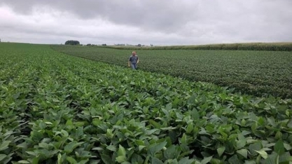Safra de soja vai a 127,2 milhões de toneladas nos EUA