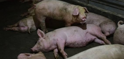 Surto de febre suína na China favorece criadores de frango