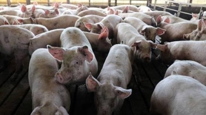 Peste suína: MAPA amplia medidas para barrar eventual ingresso do vírus