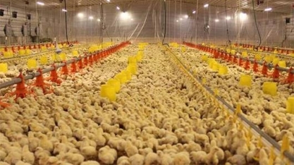Brasil alcança recorde de 1,4 bi de ave em 2017, 47,1% deles no Sul