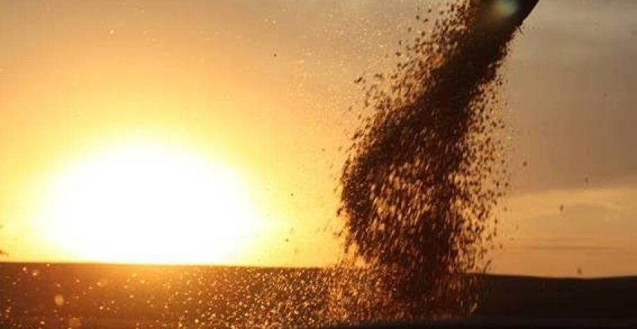 Colheita de milho no norte do Paraná; exportação de agosto supera em 137% a de julho