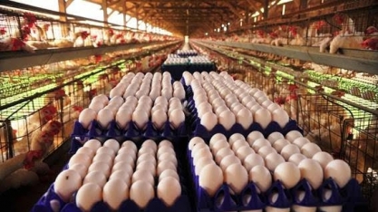 País produz 4,2 bi de dúzias de ovos de galinha em 2017, alta de 11,6%
