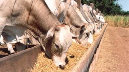 Estudo detecta contaminação por micotoxinas em ração para gado de corte