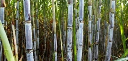 Fundo Castlelake considera aquisição de usinas de cana no Brasil